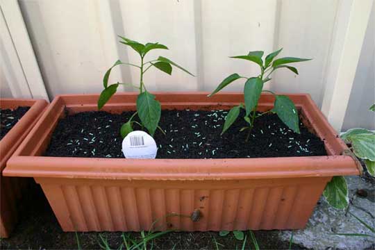 Here is Kathy and Graham the chili plants from eddy