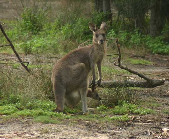 Kangaroo with Joey around the camp